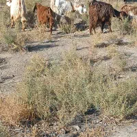 بزغاله 7نر 9ماده|حیوانات مزرعه|مشهد, شهید قربانی|دیوار