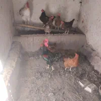 افروش مرغ تخمگذار