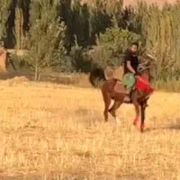 اسب نریان کرد|اسب و تجهیزات اسبسواری|ایجرود, |دیوار