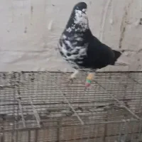 دوبال افشون دوبال سبز