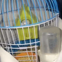 مرغ عشق|پرنده|مشهد, زمرد|دیوار