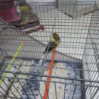 قناری رسنی بلند|پرنده|کهریزک, |دیوار