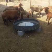 میش افشاری|حیوانات مزرعه|دزپارت, |دیوار