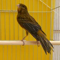 قناری نر قرص قلدر خوش دهن