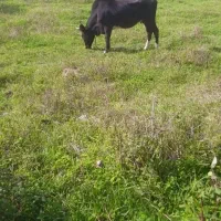 گاو دوگ محلی|حیوانات مزرعه|سنگر, |دیوار