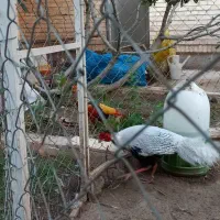 پرنده زینتی