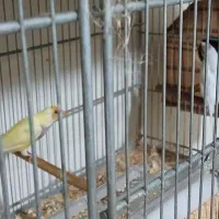 فنج گلدین|پرنده|چهارباغ, |دیوار