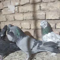 کبوتر پر زنگی|پرنده|بن, |دیوار