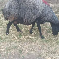 میش داشتی  آبستن  سنگین|حیوانات مزرعه|زالیان, |دیوار