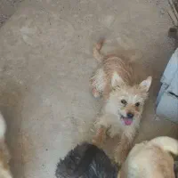 سگ پاکوتاه