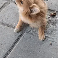 سگ پامر خرسی جنسیت نر|سگ|کرمانشاه, |دیوار