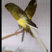 معاوضه
