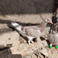 پرنده|پرنده|تاکستان, |دیوار