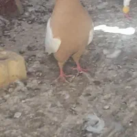پرنده ماده بشرط تخم