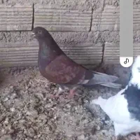 کفتر|پرنده|برخوار, |دیوار