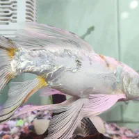 ماهی فول سوپر باله کوی کلکسیونی