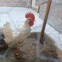 خروس