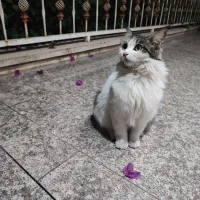 واگذاری گربه