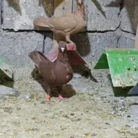 زرد سینه فر جوجه|پرنده|اهواز, شریعتی جنوبی|دیوار