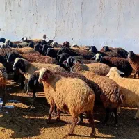 چهل راس میش شیشگ آبستن وبره دار جفتی ۶۰