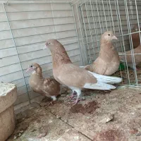 تعدادی کفتر|پرنده|اردکان, |دیوار