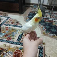 جوجه لوتینو