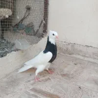 جوجه طوقی|پرنده|اصفهان, سرشبادران|دیوار