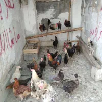 مرغ خروس محلی چاه قائدی وحیدکشتکار|حیوانات مزرعه|لامرد, |دیوار