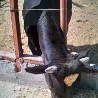 گاونر
