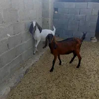 گیسه دورگ پاکستانی