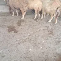 ۱۰ عدد میش
