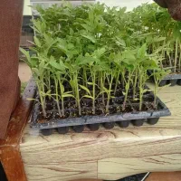 نشا گوجه فرنگی