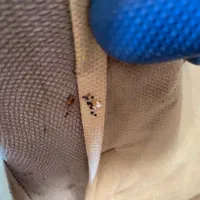 سمپاشی تخصصی و تضمینی ساس وسوسک‌ مورچه بامجوز رسمی