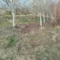 باغ گردو