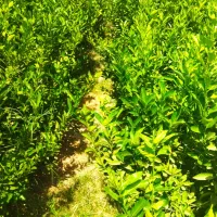 فروش انواع نهال مرکبات و انبه . پاجوش نخل و زیتون