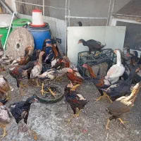 نوچه مرغ خروس لاری اصیل|حیوانات مزرعه|قم, حاج زینل|دیوار