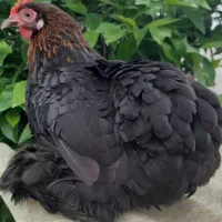 فروش ۲عدد مرغ کوشین