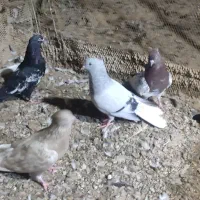 کبوتر رنگی|پرنده|شوشتر, |دیوار