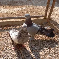 جفت سینه سرور نرو ماده|پرنده|مرودشت, تخت جمشید|دیوار