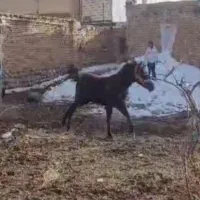 اسب|اسب و تجهیزات اسب‌سواری|کیار, |دیوار