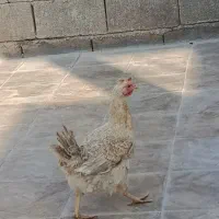 دیگون|حیوانات مزرعه|نورآباد ممسنی, |دیوار