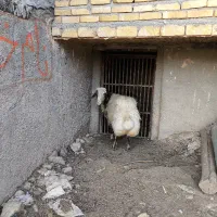 قوچ|حیوانات مزرعه|کاکاوند, |دیوار