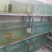 تجهیزات سالن پرورش ماهی زینتی