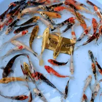 کوی چرم باله|ماهی|سنگر, |دیوار