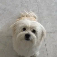 واگذاری سگ شیتزو|سگ|شیراز, طلاب|دیوار