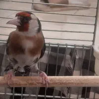 سه تا سهره زیر قیمت