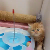 پرشین گارفیلدی