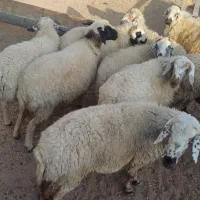 میش جوان و خوشتیپ|حیوانات مزرعه|سیرجان, |دیوار