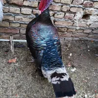 بوقلمون نر|حیوانات مزرعه|سراوان, |دیوار