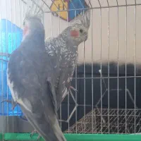 عروس هلندی آهویی